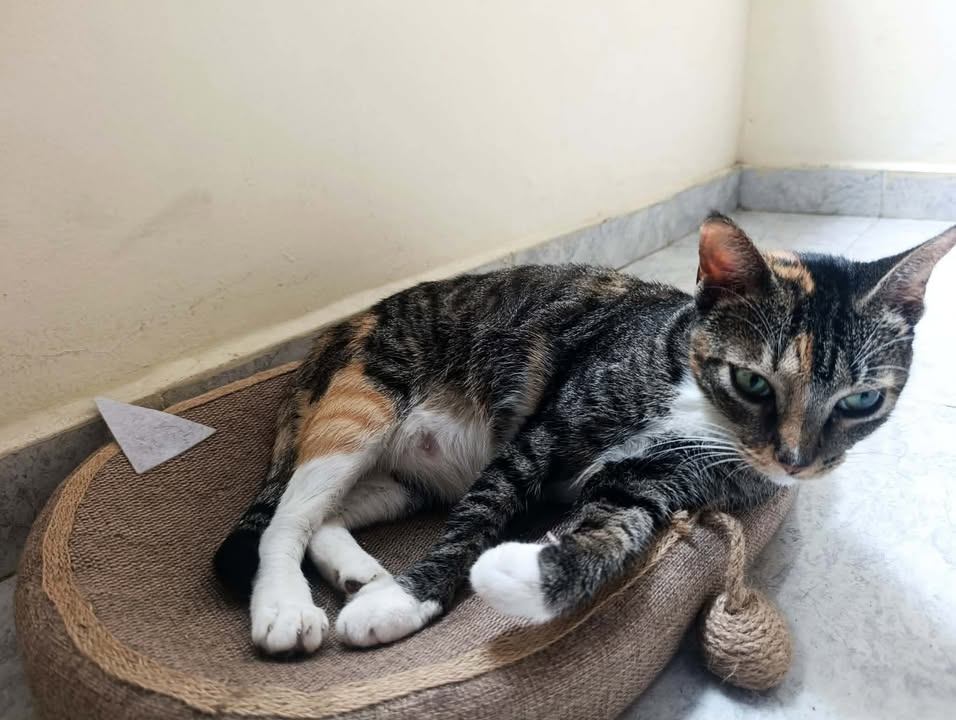 Gatica en adopción responsable en Pereira, Risaralda 