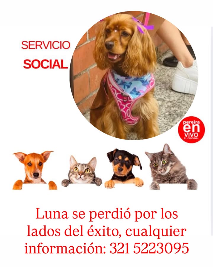 Perro perdido en Pereira 