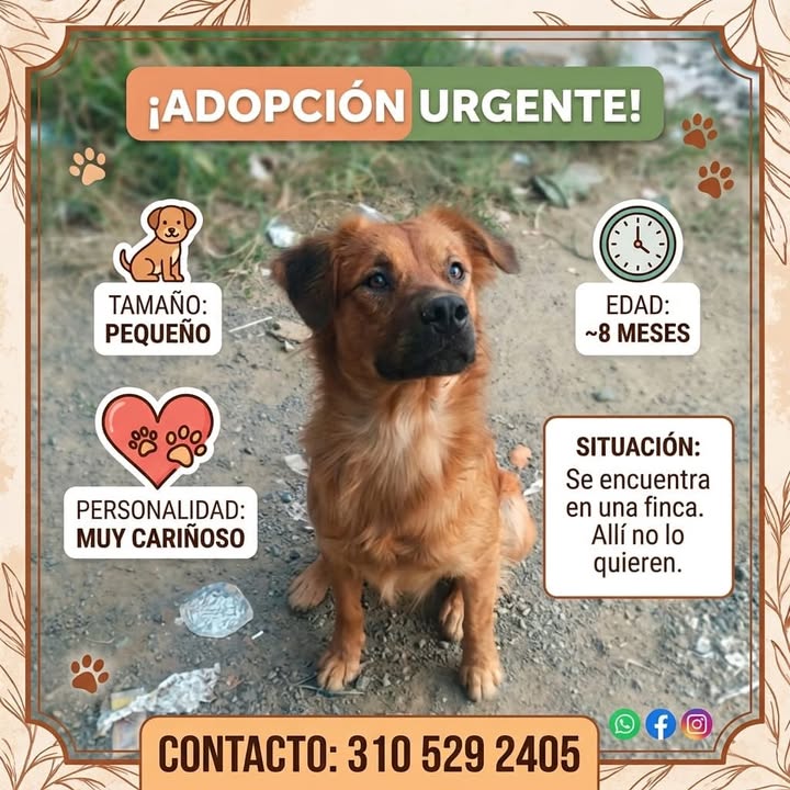 Adopción Urgente de Perrito Cariñoso en Pereira 