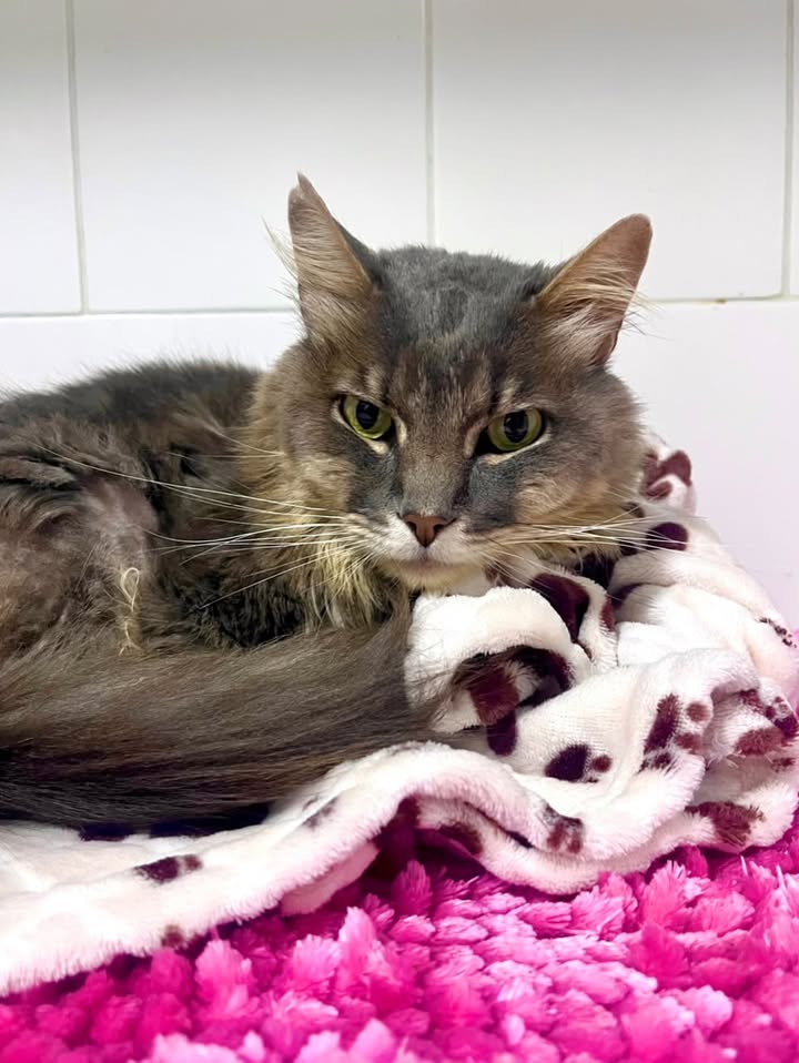 Adopta gatitos rescatados del terremoto en Cartago 