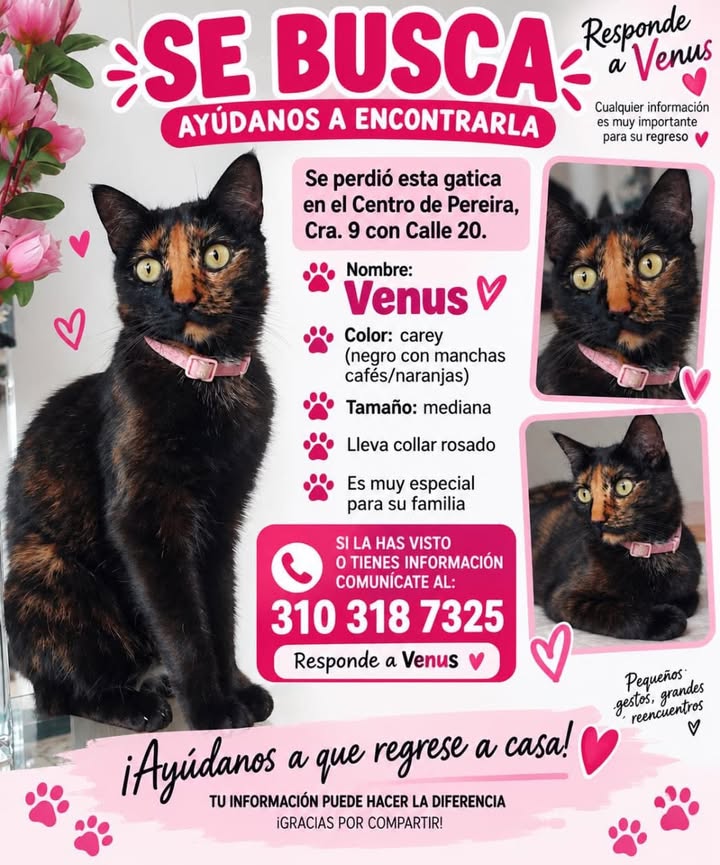 Gata perdida en Pereira 