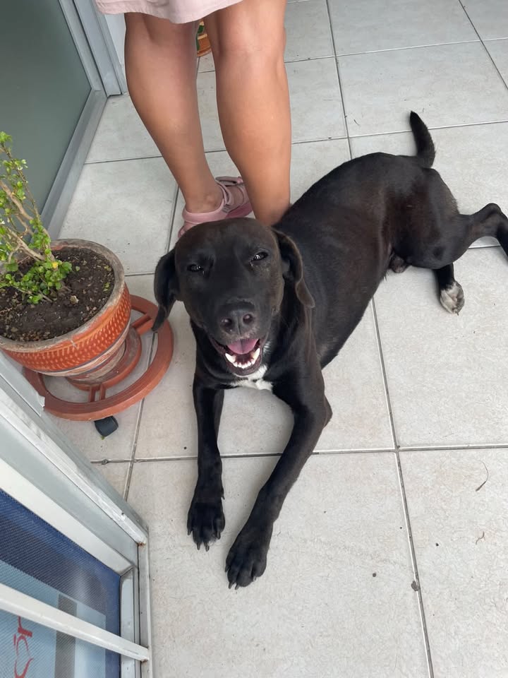 Perro en adopción en Pereira 