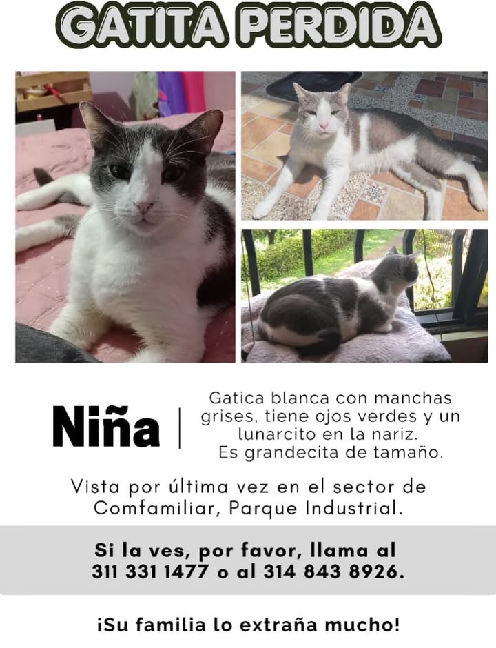 Gatita perdida en Pereira, Risaralda 