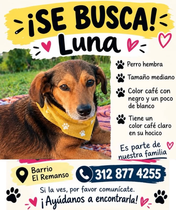 Perra perdida en Pereira, Risaralda 