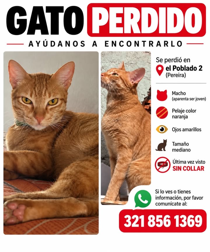 Gato Naranja Perdido en El Poblado 2, Pereira 