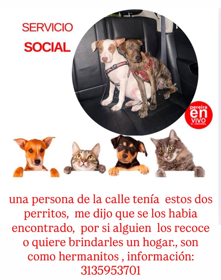Perros encontrados en Pereira 