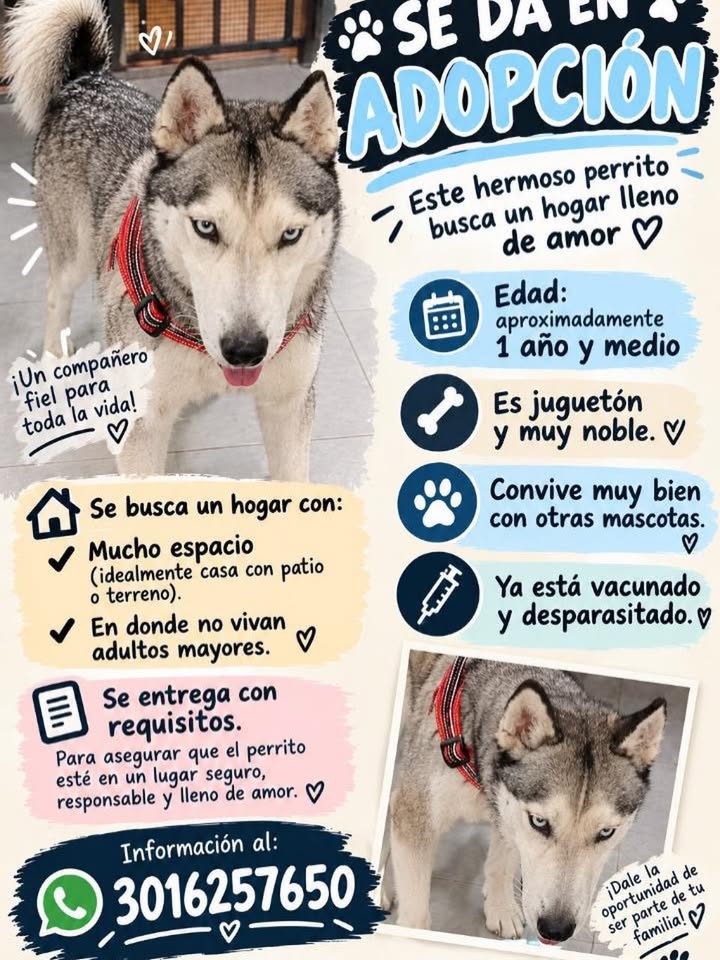 Perro siberiano buscando hogar en Pereira 