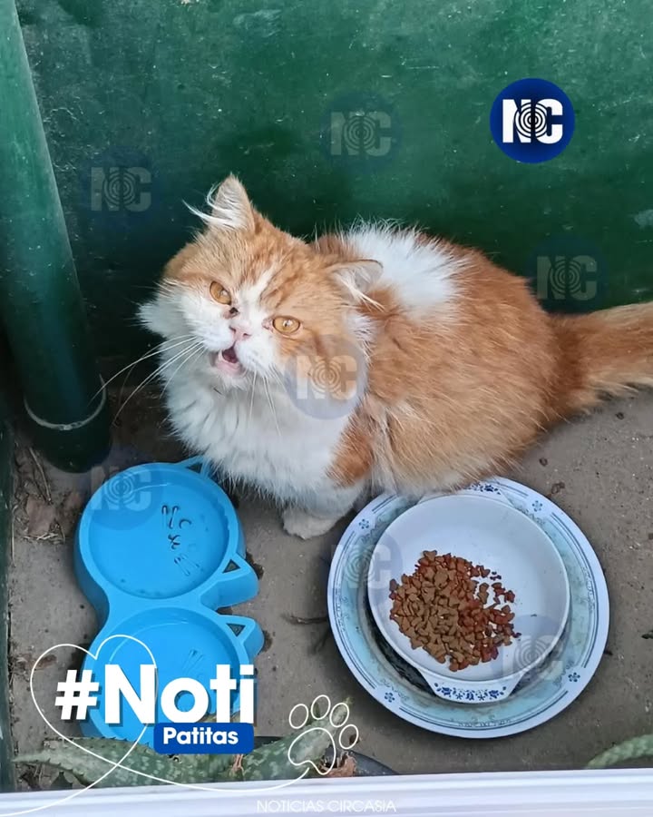 Gatico encontrado en Circasia, Quindío, Colombia 