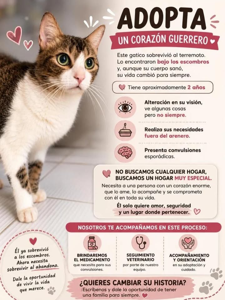 Adopta gatitos rescatados del terremoto en Cartago 