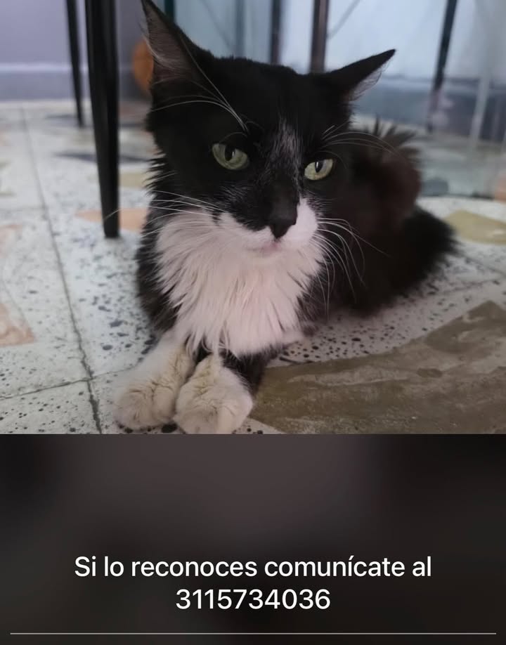 Gato negro y blanco en Pereira 