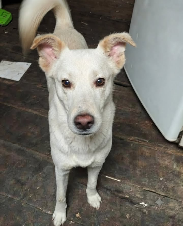 Perro pequeño en adopción en Pereira, Risaralda 