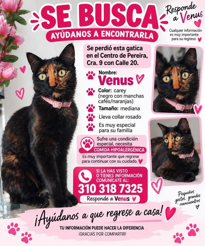 Gatita perdida en Pereira, Risaralda 