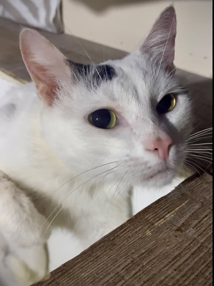 Adopta gatitos rescatados del terremoto en Cartago 