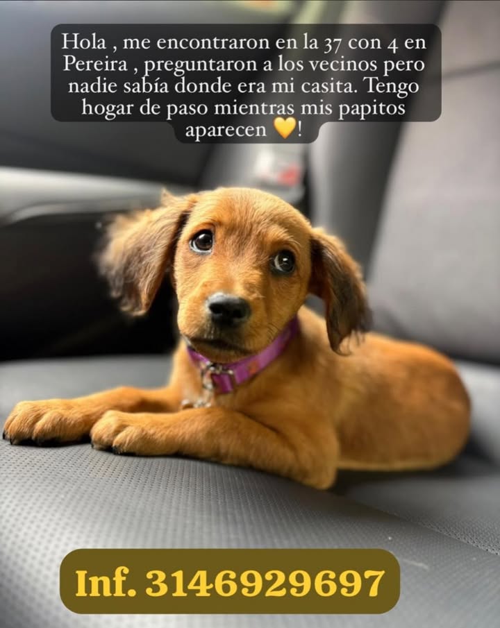Perro encontrado en Pereira 