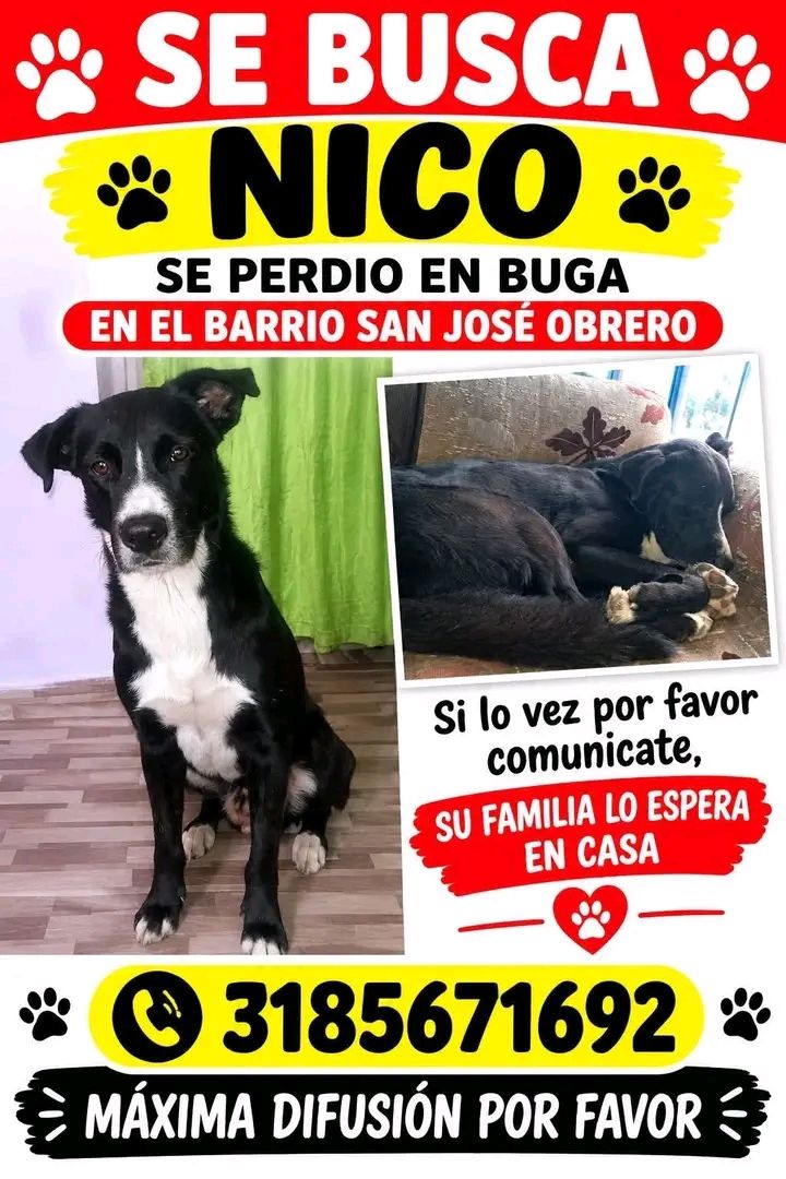 Perro perdido en Tuluá, Valle del Cauca 