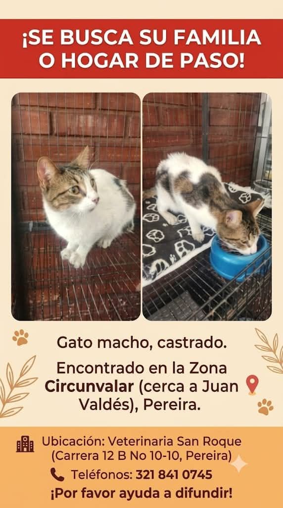 Gato Macho Buscando Familia u Hogar de Paso en Pereira 