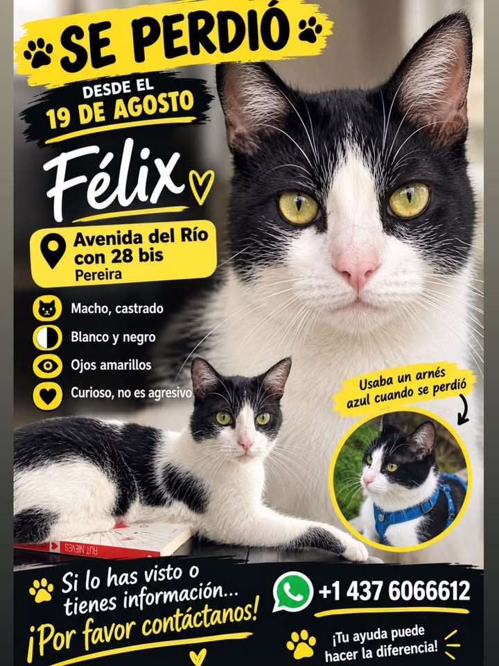 Gato Félix perdido en Pereira 
