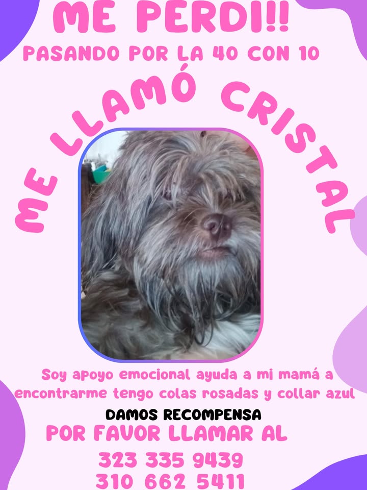 Mascota perdida en Pereira, Risaralda 