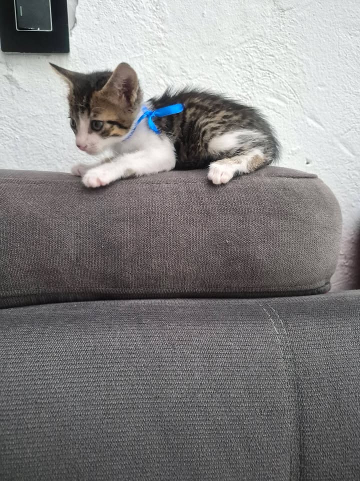Gatito en adopción en Bogotá 