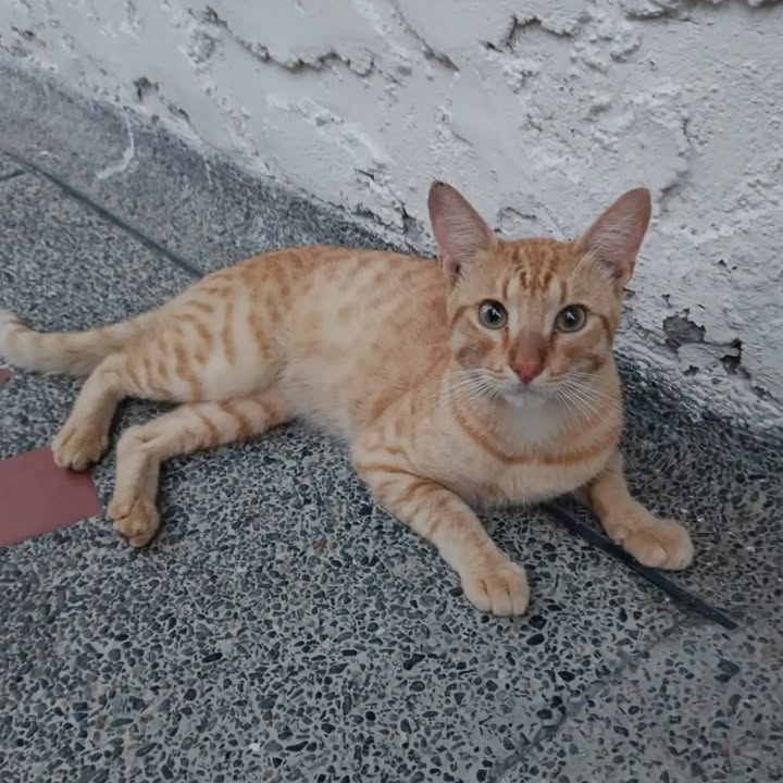 Adopción de gato machito dócil en Pereira 