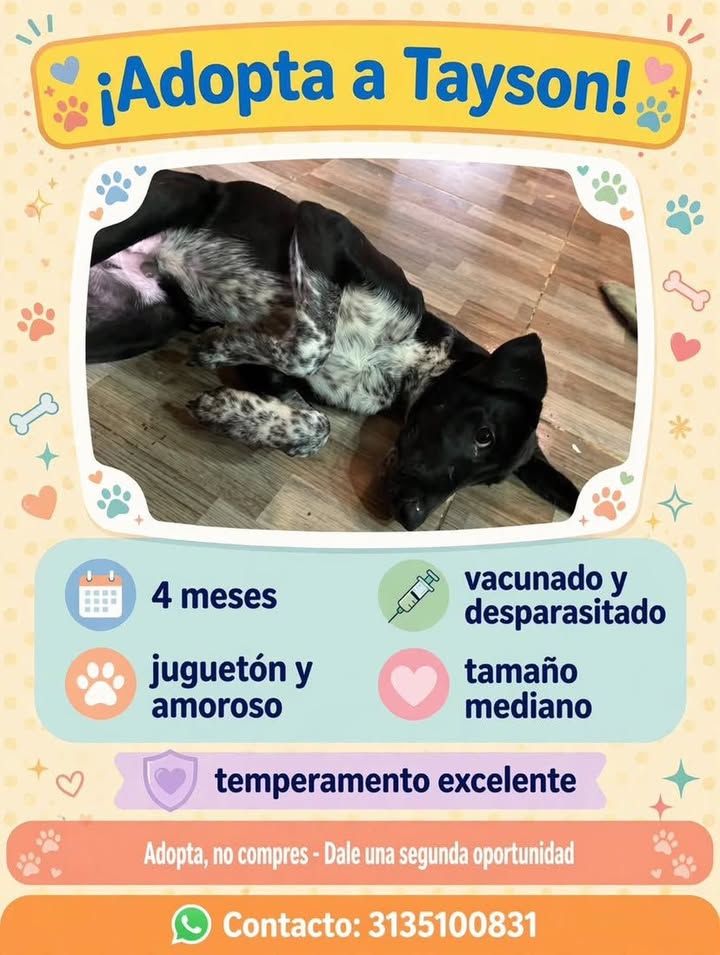 Adopta a Tayson perro en Pereira 