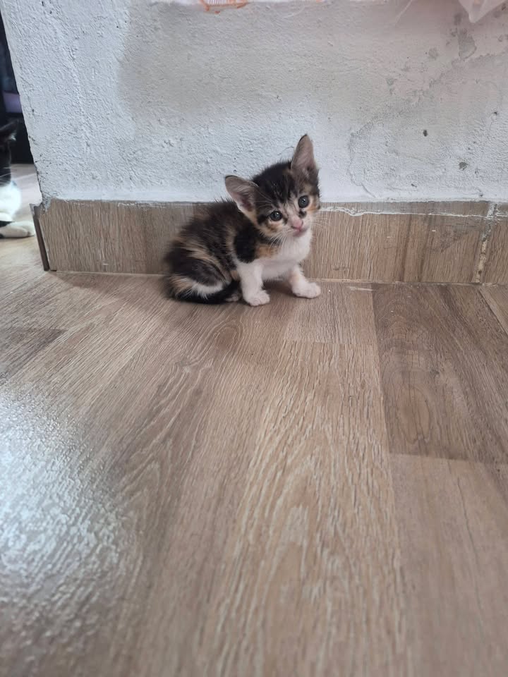 Adopción de Gatitos y Perritos en Bogotá 