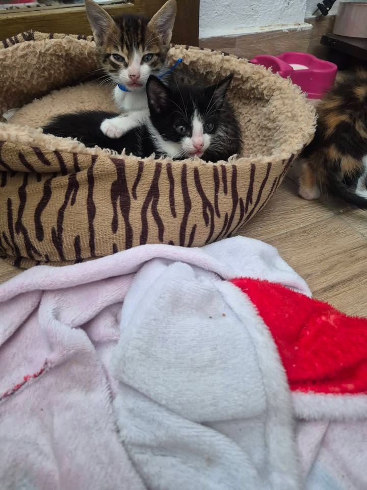 Gatito en adopción en Bogotá 