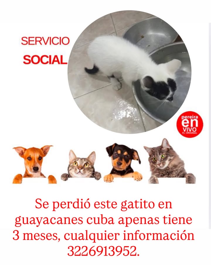 Gato perdido en Guayacanes Cuba, 3 meses de edad 