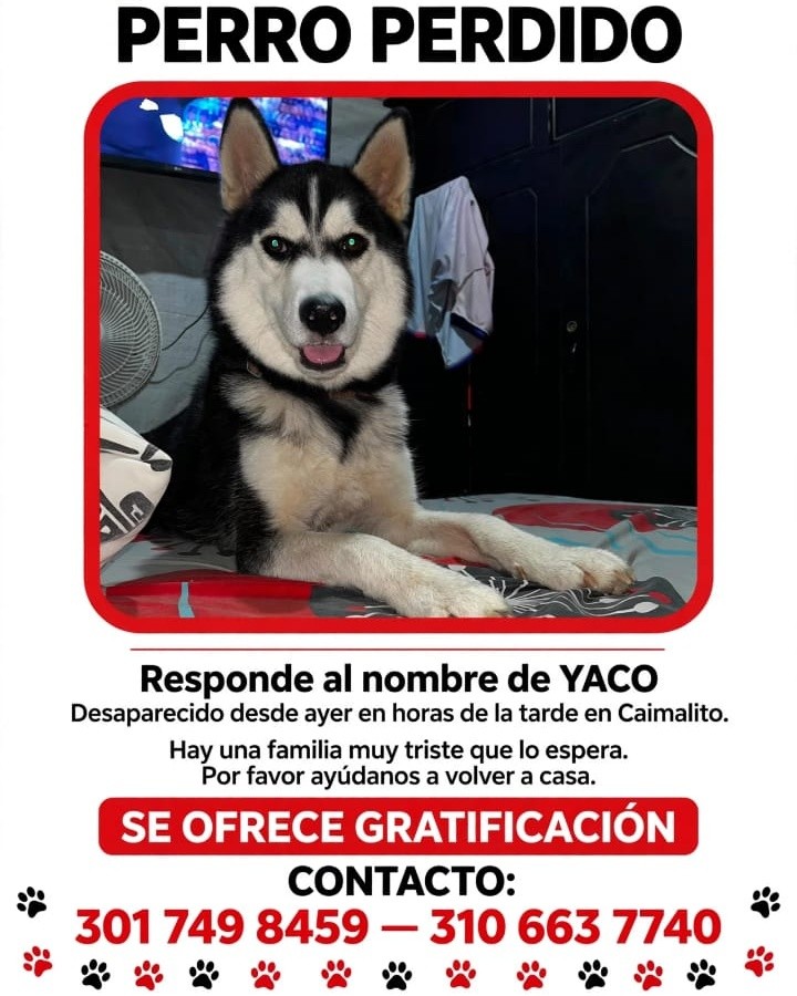Perro perdido en Risaralda: Busca a Yaco 