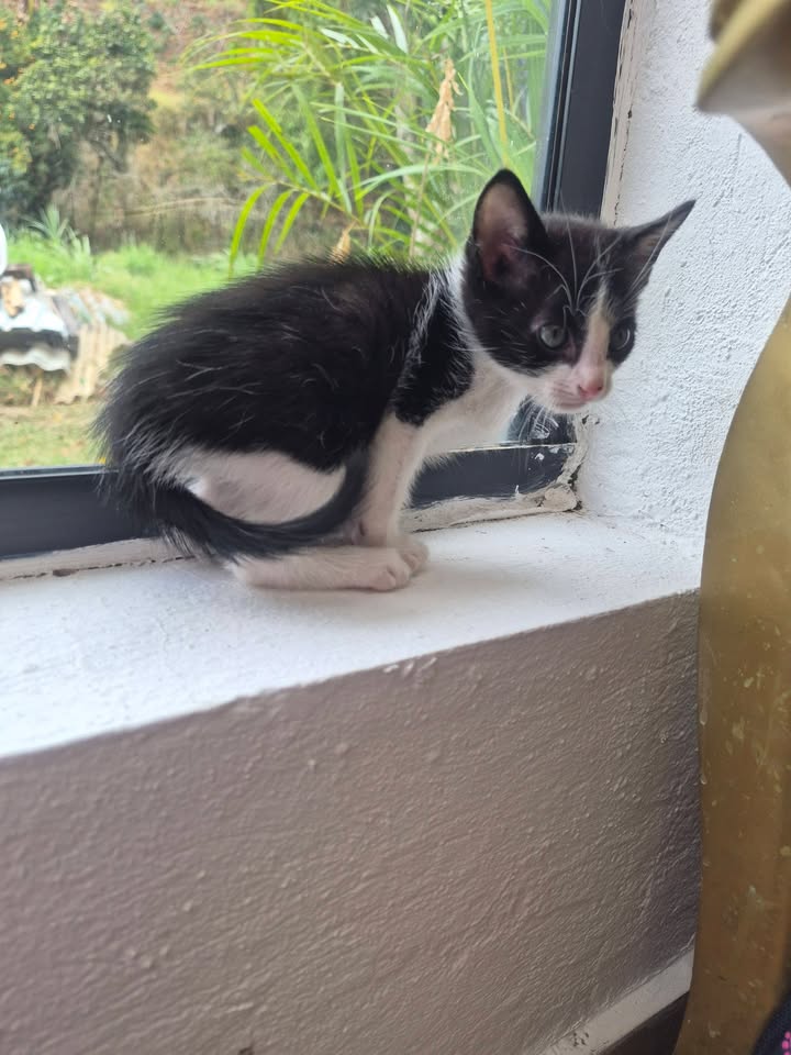 Gatito en adopción en Bogotá 