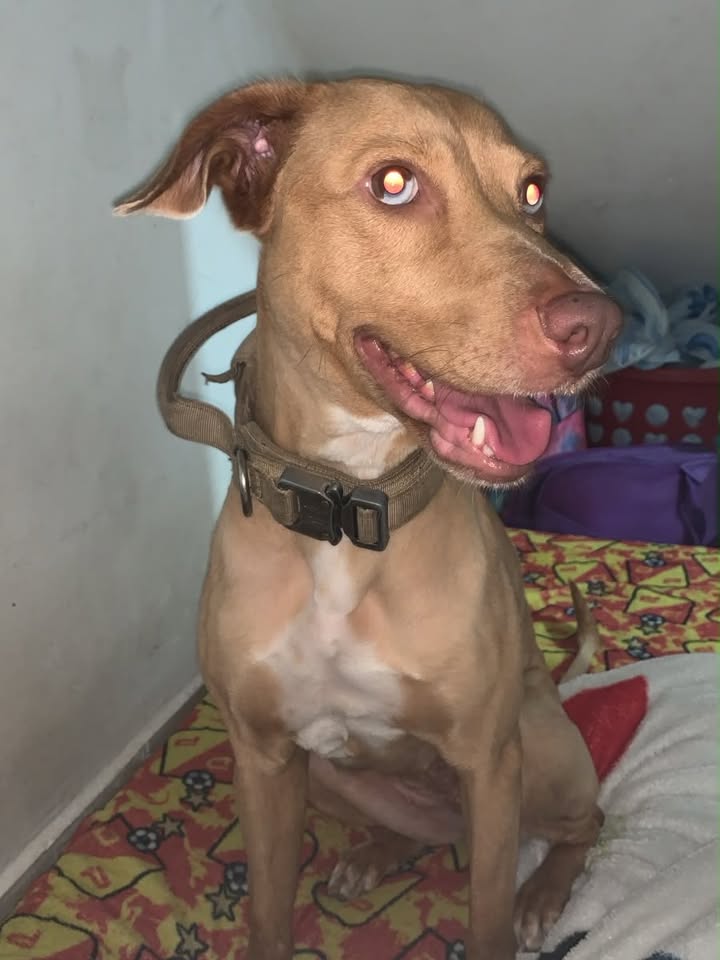 Perra Luna busca hogar en Pereira 