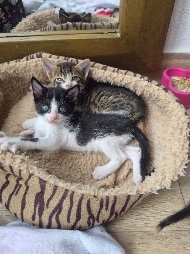Gatito en adopción en Bogotá 