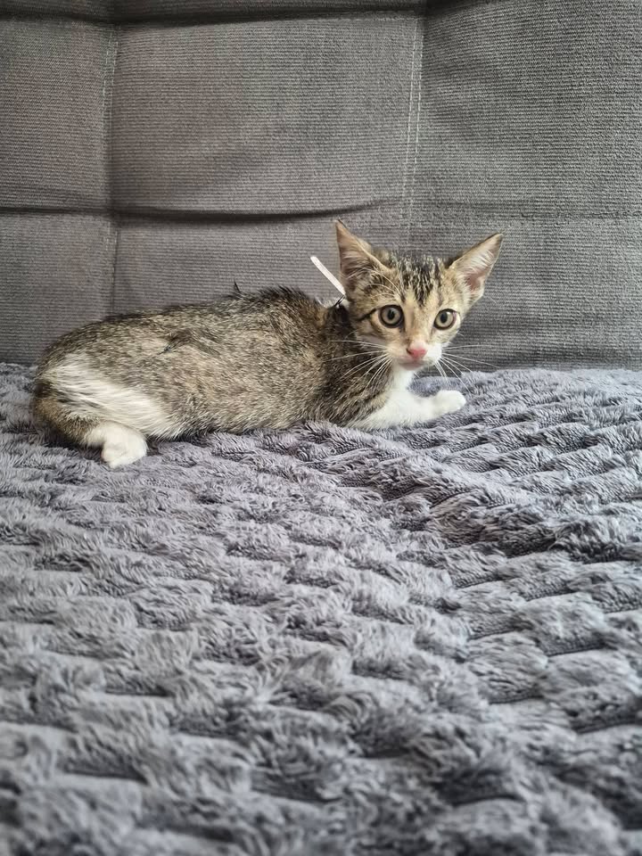 Gatito en adopción en Bogotá 