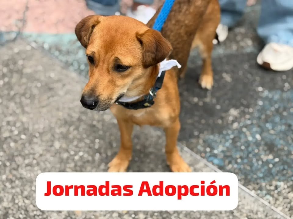 Perros y Gatos en Adopción en Manizales 