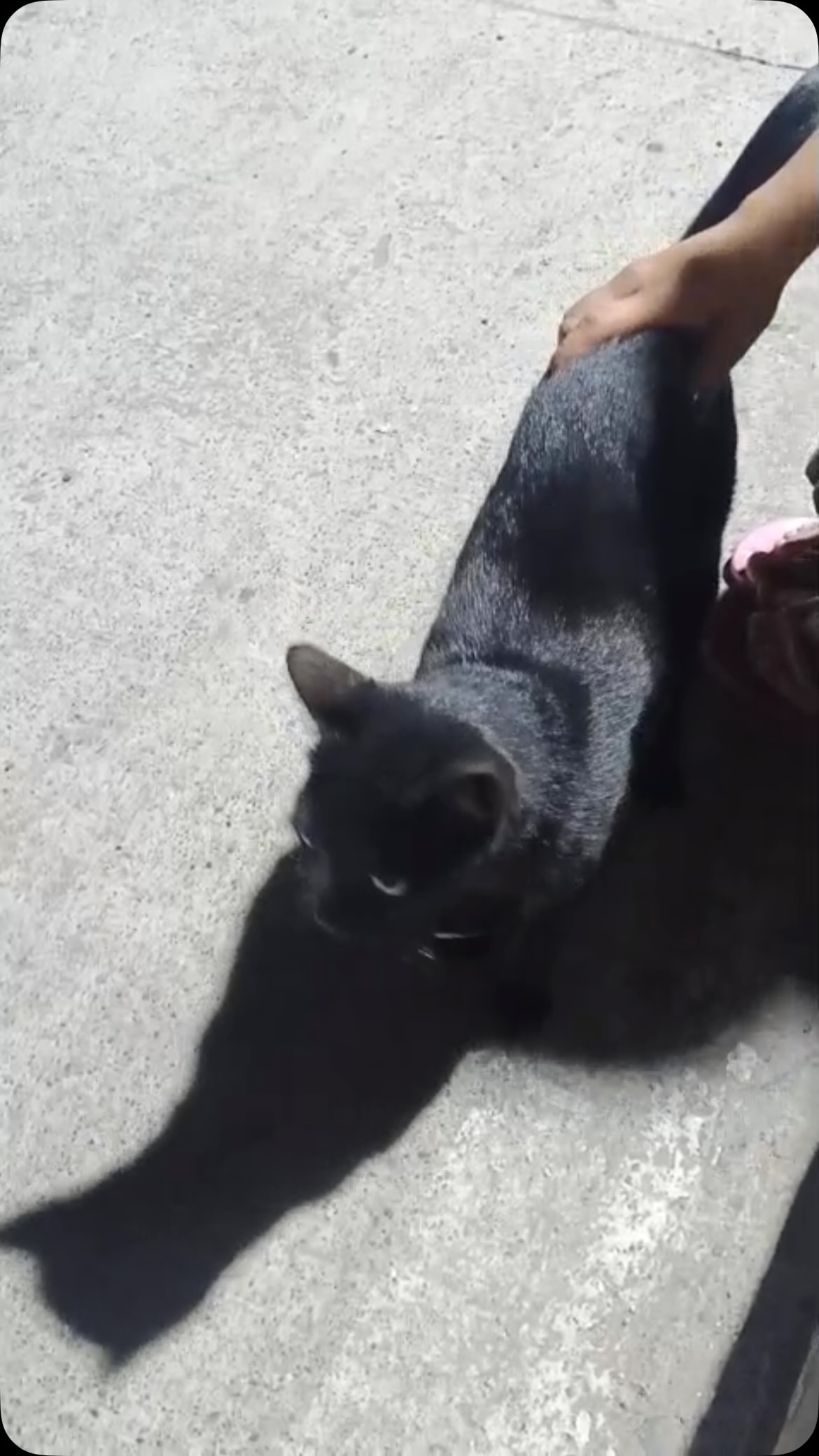 Gatita encontrada en sector Providencia, Pereira, Risaralda 