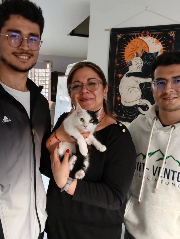 Gatitos para adopción: Hipo, Dargo, Wanda y Salomé disponibles en Bogotá 