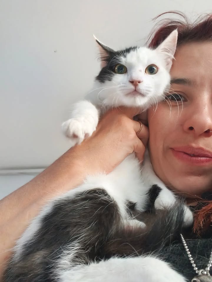 Gatitos para adopción: Hipo, Dargo, Wanda y Salomé disponibles en Bogotá 