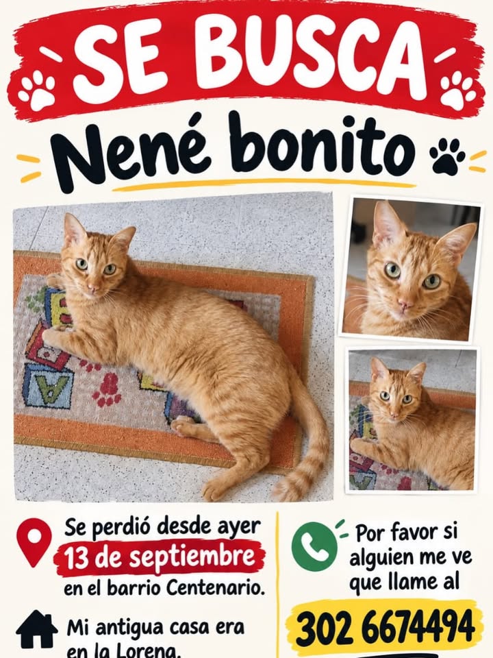 Gato Nene perdido en Pereira 