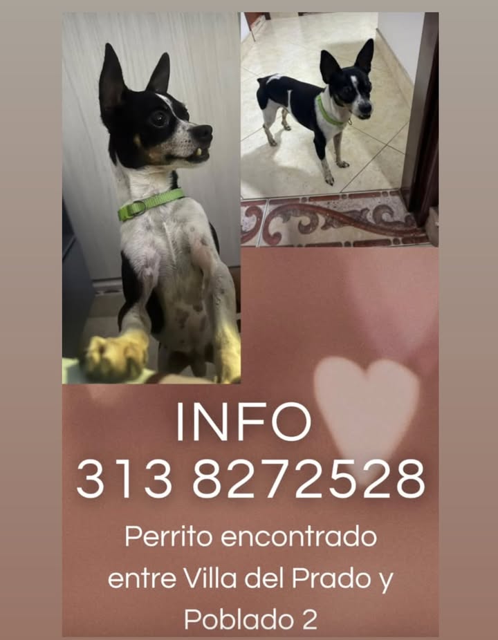 Perro encontrado en Pereira, Risaralda 