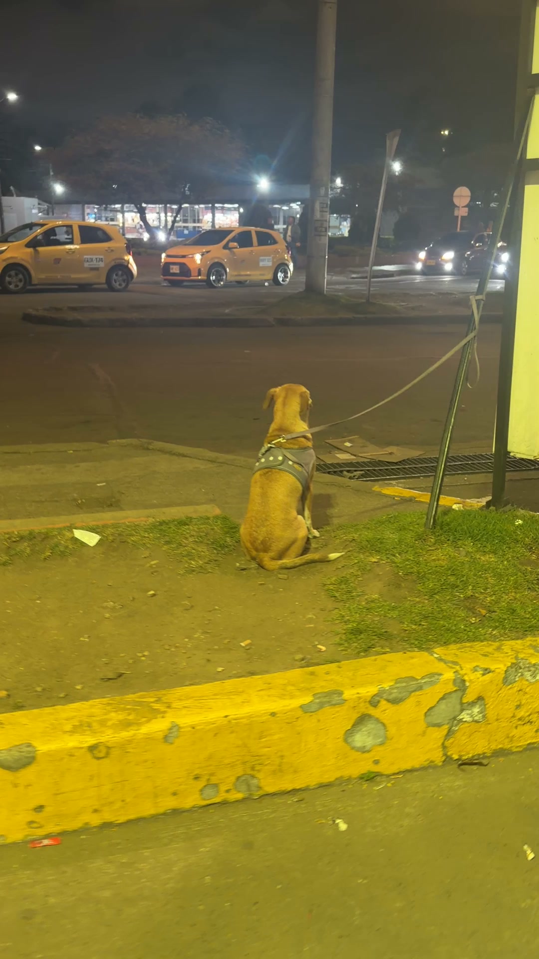 Perro perdido en Bogotá 