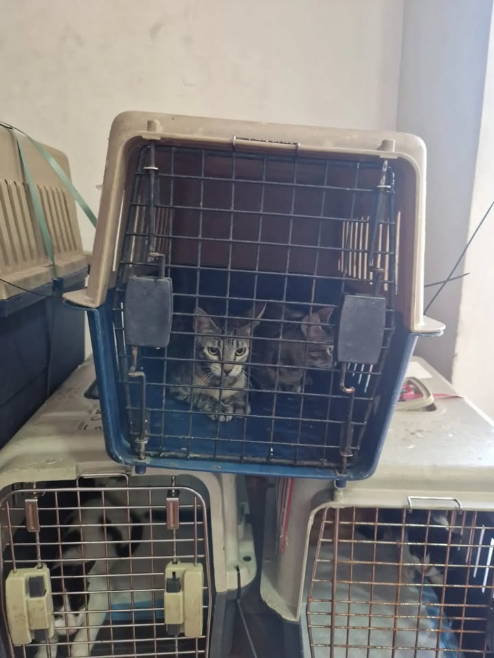 Transporte de 22 gatos rescatados en búsqueda de adopción en Bogotá 