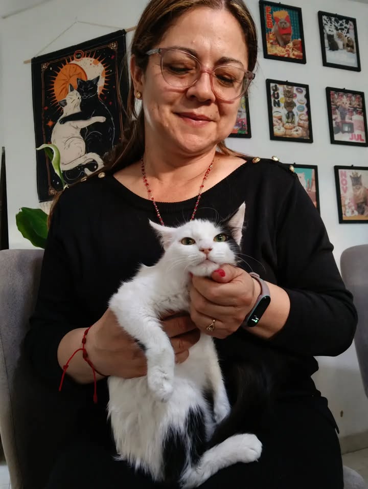 Gatitos para adopción: Hipo, Dargo, Wanda y Salomé disponibles en Bogotá 