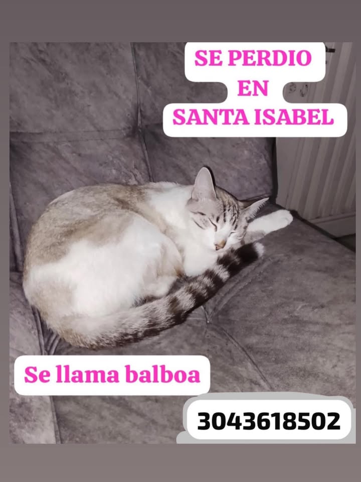 Gato perdido en Santa Isabel, Pereira 