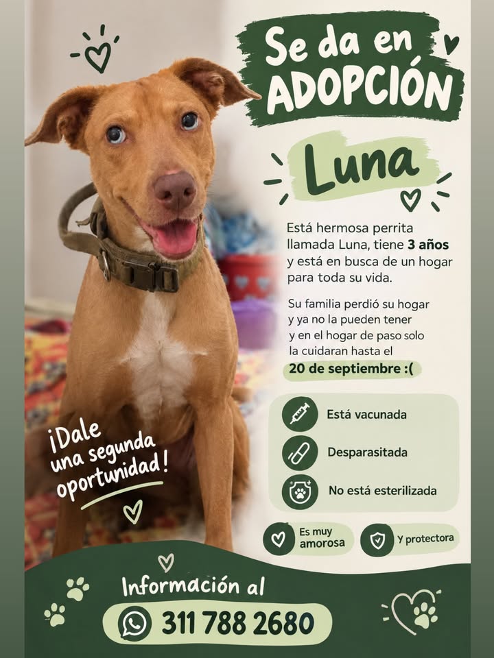 Luna: Perrita amorosa y protectora en adopción en Pereira 