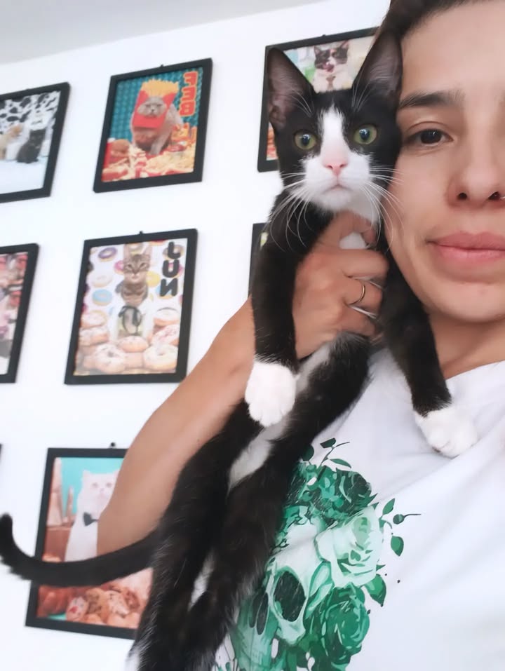Gatitos para adopción: Hipo, Dargo, Wanda y Salomé disponibles en Bogotá 