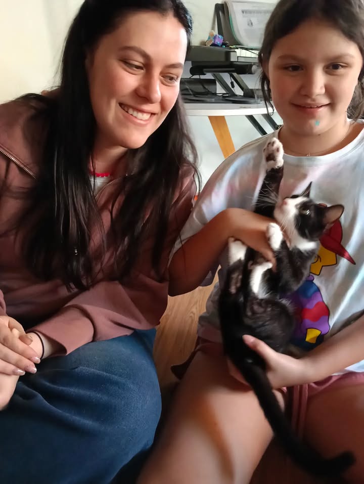 Gatitos para adopción: Hipo, Dargo, Wanda y Salomé disponibles en Bogotá 