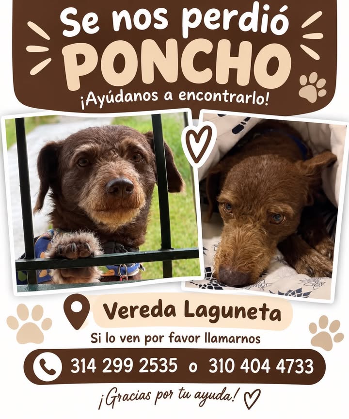 Se nos perdió Poncho en Pereira, Risaralda 