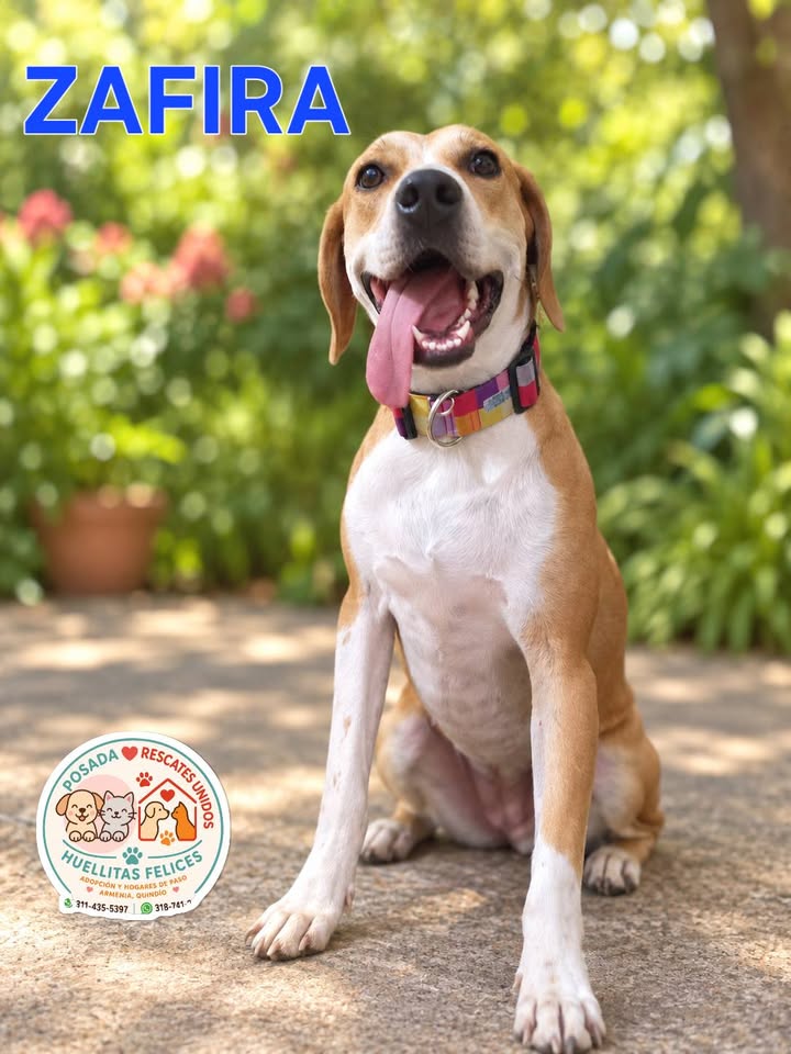 Perra en Adopcion en Armenia, Quindio 