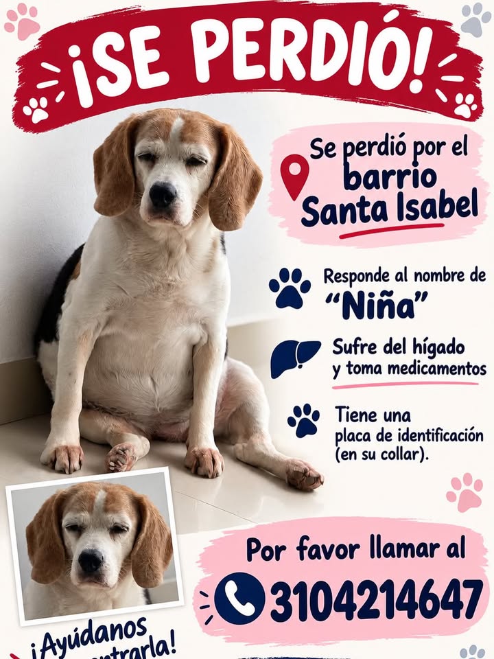 Perro Beagle perdido en Pereira 
