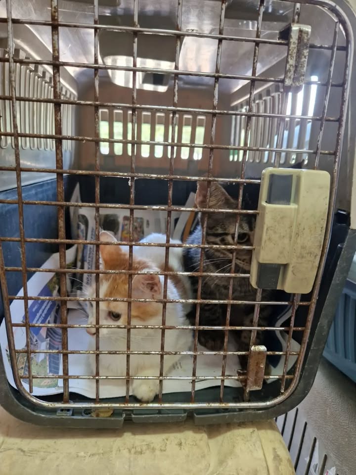 Transporte de 22 gatos rescatados en búsqueda de adopción en Bogotá 
